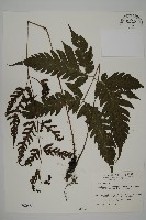 藏品(屏東擬肋毛蕨)的圖片