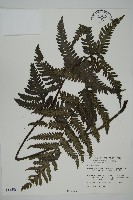 藏品(高士佛擬肋毛蕨)的圖片