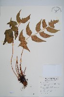 藏品(細齒貫眾蕨)的圖片