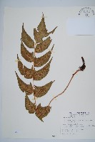 藏品(細齒貫眾蕨)的圖片