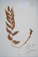 藏品(披針貫眾蕨)的圖片