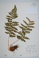 藏品(擬岩蕨)的圖片