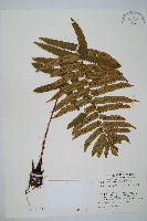 藏品(桫欏鱗毛蕨)的圖片