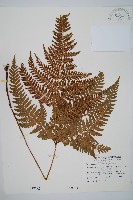 藏品(臺灣鱗毛蕨)的圖片