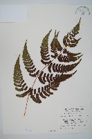 藏品(深山鱗毛蕨)的圖片