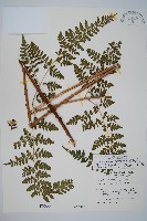 藏品(哈氏假複葉耳蕨)的圖片