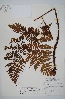 藏品(小苞鱗毛蕨)的圖片