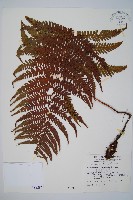 藏品(厚葉鱗毛蕨)的圖片