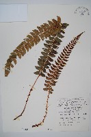 藏品(軟骨耳蕨)的圖片
