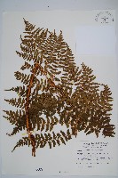 藏品(逆鱗鱗毛蕨)的圖片