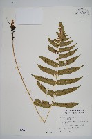 藏品(史氏鱗毛蕨)的圖片