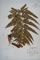 藏品(落鱗鱗毛蕨)的圖片