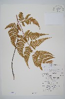 藏品(長葉鱗毛蕨)的圖片