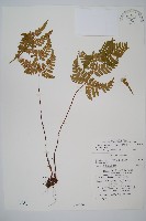 藏品(長葉鱗毛蕨)的圖片