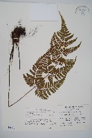 藏品(長葉鱗毛蕨)的圖片