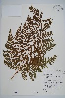 藏品(阿里山肉刺蕨)的圖片