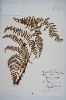 藏品(阿里山肉刺蕨)的圖片