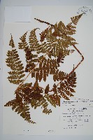 藏品(阿里山肉刺蕨)的圖片