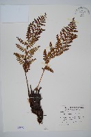 藏品(近多鱗毛蕨)的圖片