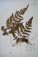 藏品(早田氏鱗毛蕨)的圖片