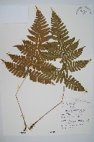 藏品(紅苞鱗毛蕨)的圖片