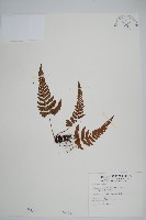 藏品(南海鱗毛蕨)的圖片