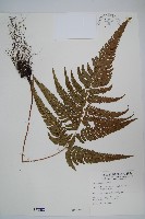 藏品(南海鱗毛蕨)的圖片