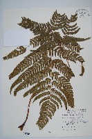 藏品(南海鱗毛蕨)的圖片