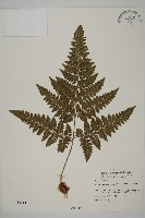 藏品(腫足蕨)的圖片