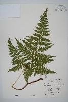 藏品(毛苞擬複葉耳蕨)的圖片