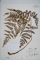 藏品(阿里山肉刺蕨、肉刺蕨)的圖片