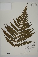 藏品(網脈突齒蕨)的圖片