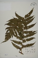 藏品(網脈突齒蕨)的圖片