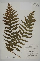 藏品(網脈突齒蕨)的圖片