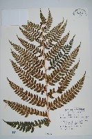 藏品(二尖耳蕨)的圖片