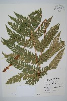 藏品(阿里山耳蕨)的圖片