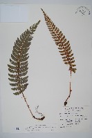 藏品(鐮葉耳蕨)的圖片