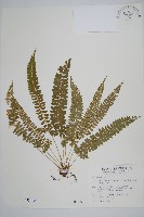 藏品(韓氏耳蕨)的圖片