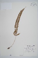 藏品(韓氏耳蕨)的圖片