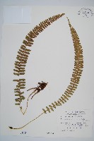 藏品(對生耳蕨)的圖片