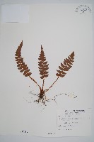 藏品(鞭葉耳蕨)的圖片