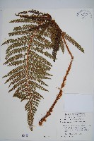 藏品(尖葉耳蕨)的圖片