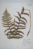 藏品(黑鱗耳蕨)的圖片