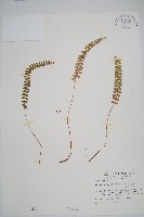 藏品(芽胞耳蕨、芽孢耳蕨)的圖片