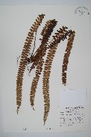 藏品(芽胞耳蕨、芽孢耳蕨)的圖片