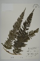 藏品(長柄牙蕨)的圖片