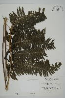 藏品(長柄牙蕨)的圖片