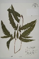 藏品(蛇脈三叉蕨)的圖片