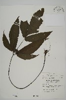 藏品(紫柄三叉蕨)的圖片