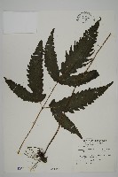 藏品(三叉蕨)的圖片